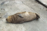 Harbor seal