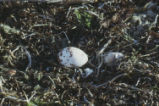 Osprey egg