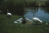 Trumpeter swans