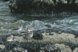 Two ruddy turnstones and surfbird