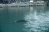 Humpback whale