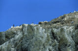 Common murre colony