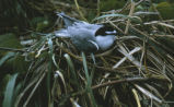 Grey-backed tern