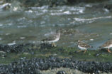 Two ruddy turnstones and surfbird