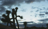 Joshua tree