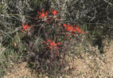 Northwestern Indian paintbrush