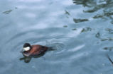 Ruddy duck