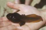 North American bullfrog tadpole