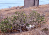 Island mallow