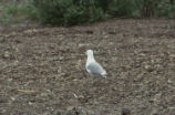 Glaucous-winged gull