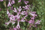 Elegant clarkia