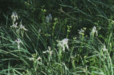 Rocky Mountain iris