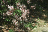 Pink azalea