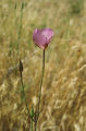 Plummer's mariposa lily