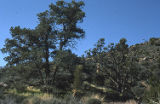 Singleleaf pinyon