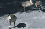 Hawaiian geese