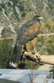 Harris's hawk