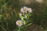 Aspen fleabane