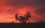 Joshua tree