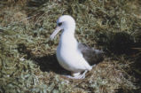 Laysan albatross