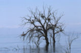 Great blue heron nest