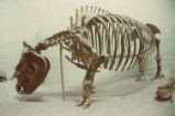 Short-footed rhinoceros skeleton