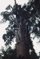 Giant sequoia