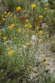 Sanddune wallflower and Indian paintbrush