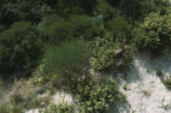 California prickly phlox and Kaweah River bush monkeyflower