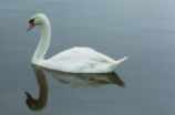 Mute swan