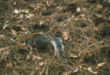 Abert's squirrel