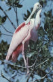 Roseate spoonbill