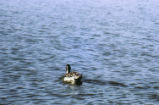 Northern pintail