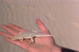 Colorado desert fringe-toed lizard