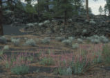 Sunset Crater beardtongue