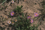 Western mountain aster and alpine leafybract aster