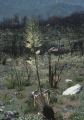 Chaparral yucca and shortlobe phacelia