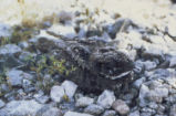 Common poorwill