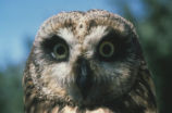 Short-eared owl