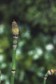 Scouringrush horsetail