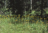 Yellow flowers