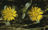 Oregon gumweed