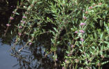 Swamp loosestrife