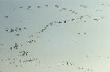 Northern pintail flock