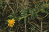 Marsh jaumea