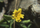 Southern bush monkeyflower