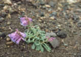 Showy penstemon