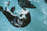 Sea otter