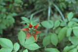 Wood lily