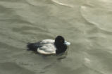 Lesser scaup